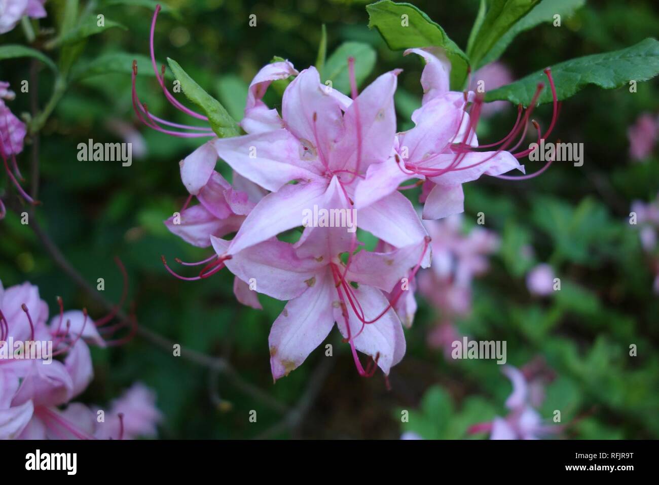 Azalea Nudiflora Var. Canescens (rhododendron Canescens) - Arnold 