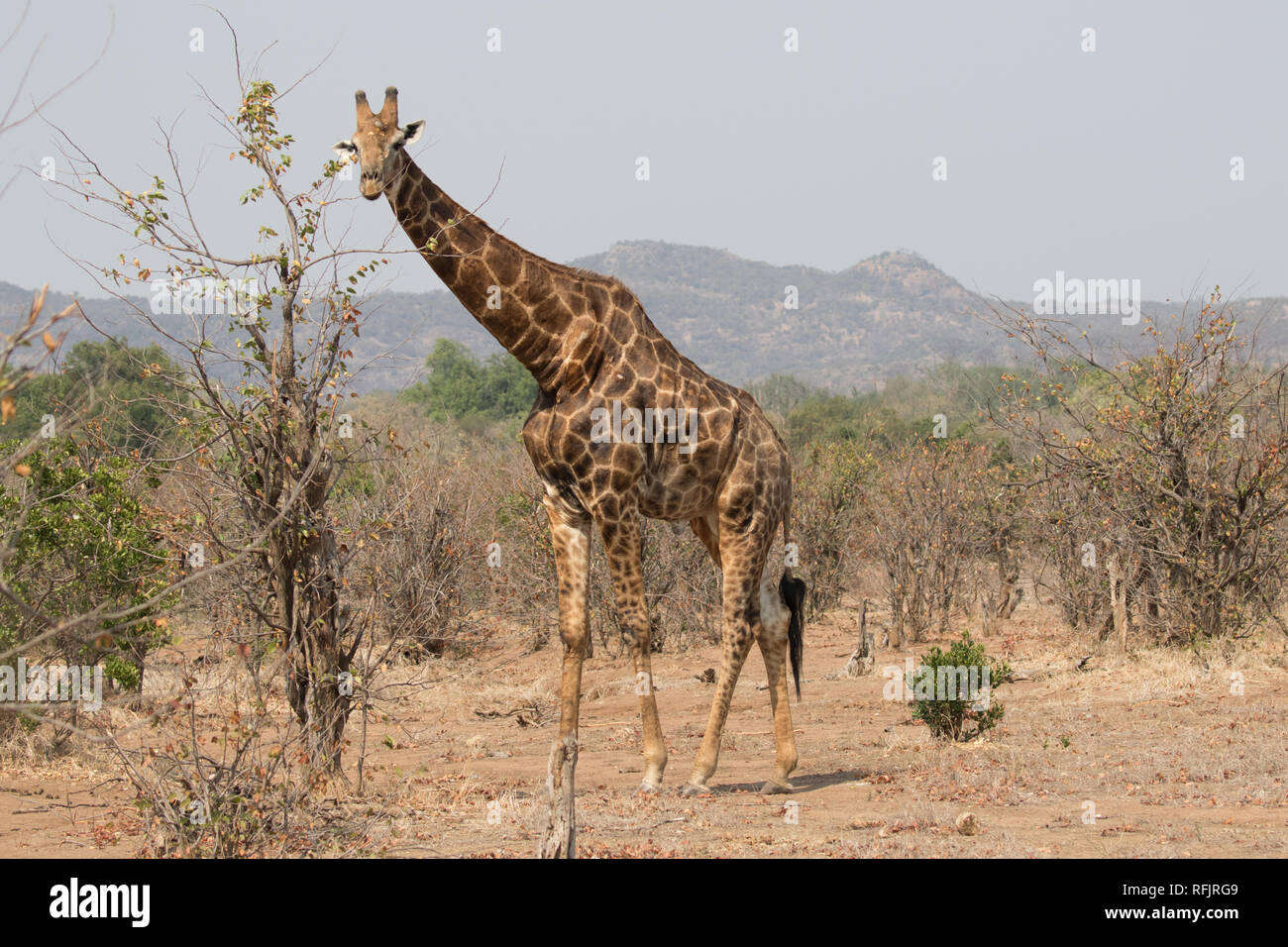 Giraffe (Giraffa) Stock Photo