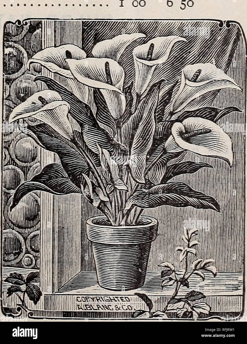 . H. H. Berger &amp; Co.'s price list. Nurseries (Horticulture), California, Catalogs; Flowers, Seeds, Catalogs; Bulbs (Plants), Catalogs. WHOLESALE CATALOGUE OF BULBS, SEEDS AND PLANTS. 5 Various Bulbs and Flowering Roots. ALLIUM Neapolitanum . .$o 10 AMARYLLIS Belladonna I 20 &quot; vittata Hybrids each, 50 cts... 5 00 ANEMONE coronaria. Single mixed 25 «' 44 Double mixed 25 44 fulgens 40 BEGONIA (Tuberous-rooted)— Single, in separate colors. White, Rose-pink, Orange, Yellow or Scarlet. Large bulbs 44 Mixed. All colors Double, in separate colors. White, Orange, Yellow, Scar let Rose 14 Mixed Stock Photo