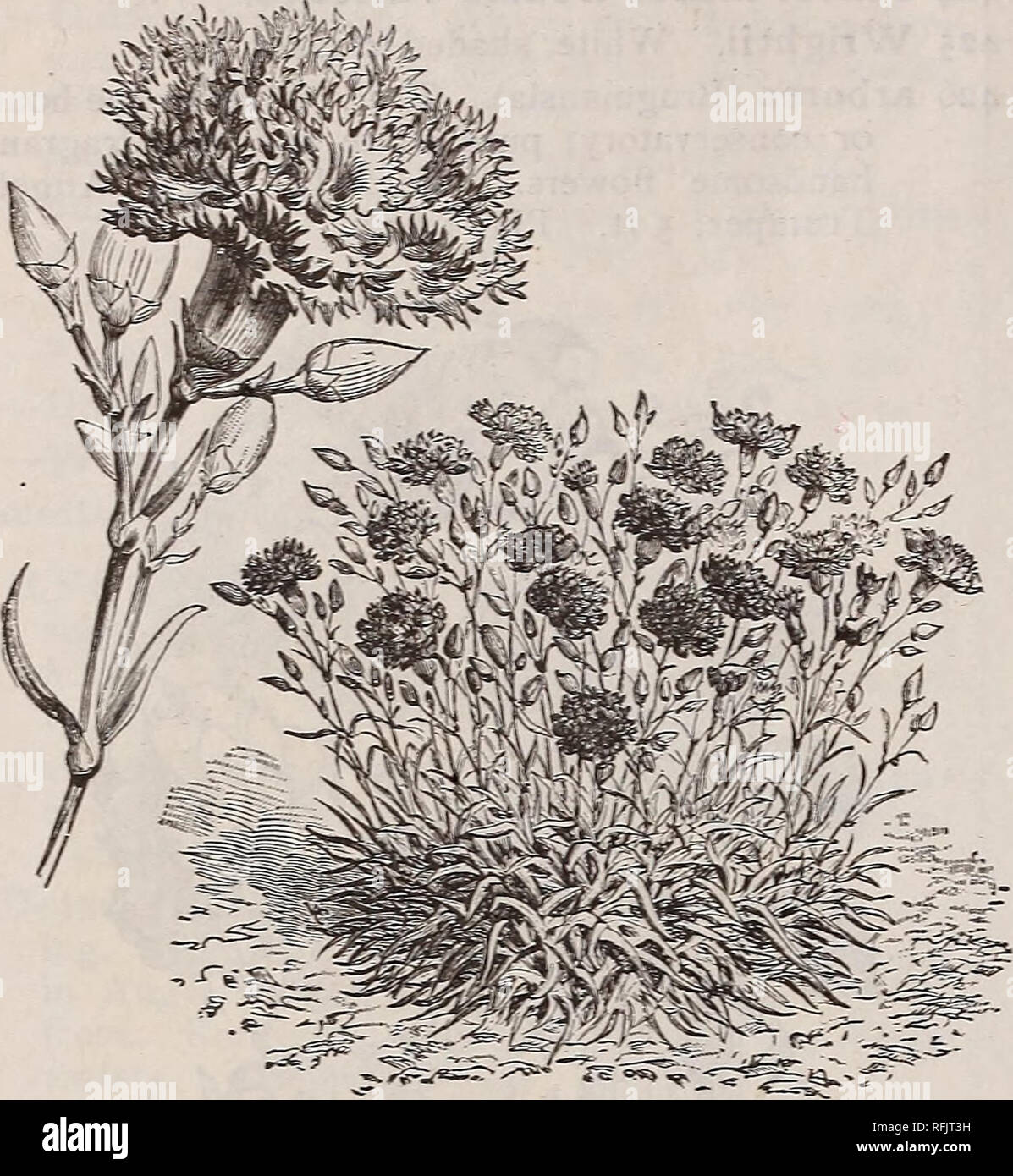 . The Geo. A. Weaver Co's annual catalogue of seeds. Nursery stock