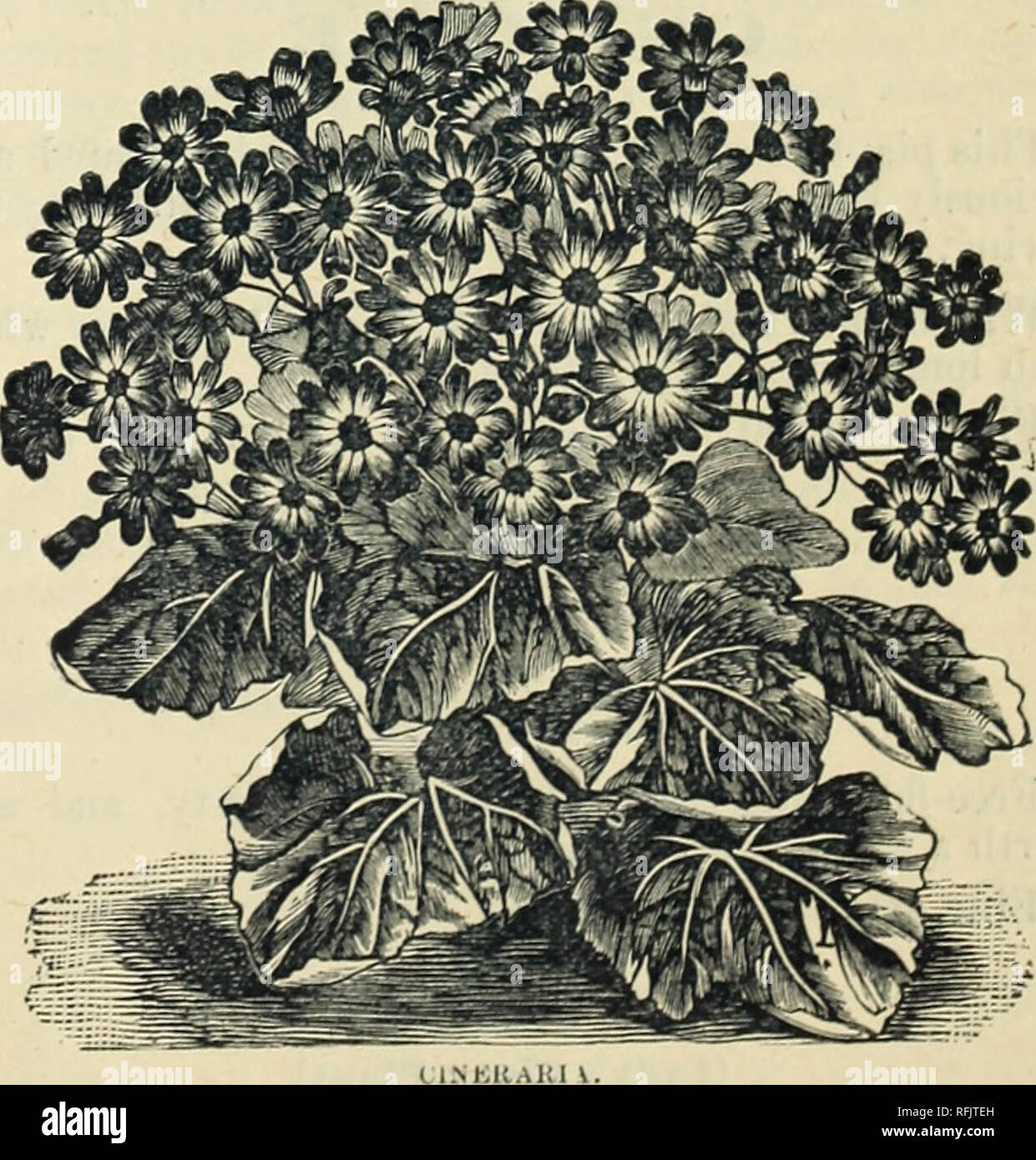 . Seed catalogue. Nursery stock California Catalogs; Vegetables Seeds Catalogs; Fruit Seeds Catalogs; Flowers Seeds Catalogs. CHRYSANTHEMUM. Lord Beaconsfteld, Chinese and Japanese. The magnificent and regal beauty of these royal flowers of the Japanese Empire has placed them on a wave of popularity unequaled in the floral world. Their luxuriance of growth and ease of culture, place them in the front rank as &quot;the flower for everybody.&quot; Grand mixture. Pkt. 20 cts. CHAWIAEPEIJCE. (Ivory Thistle) A beautiful perennial thistle, and quite an ornament for garden decoration, the midrib and  Stock Photo