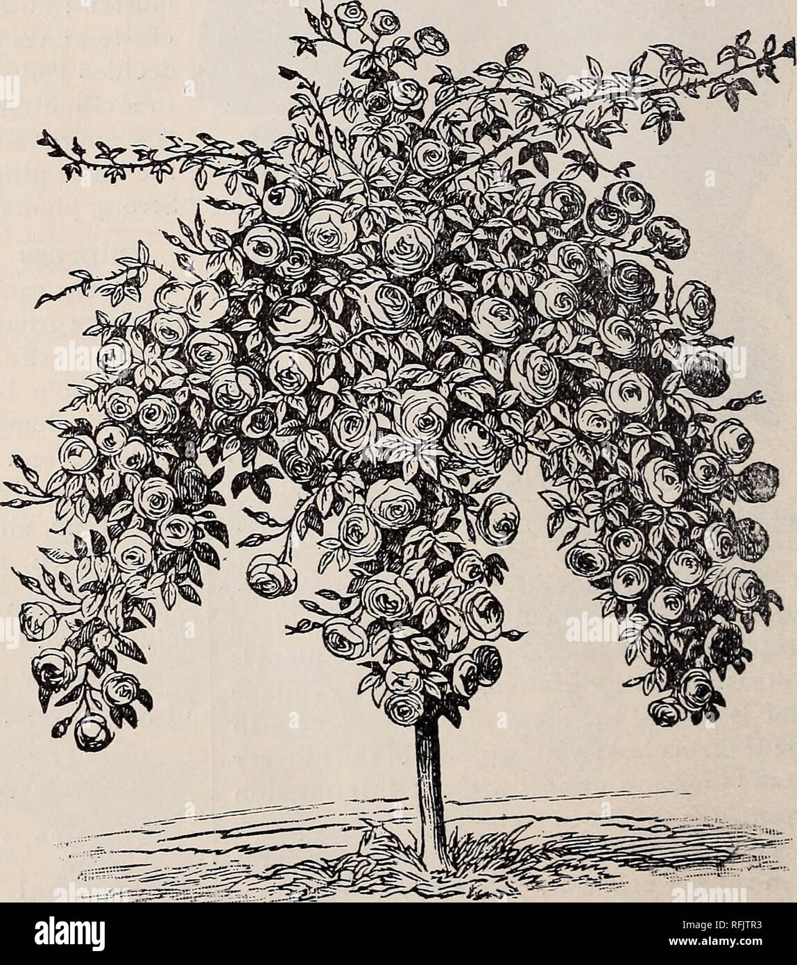 . Illustrated and descriptive catalogue of fruit and ornamental trees