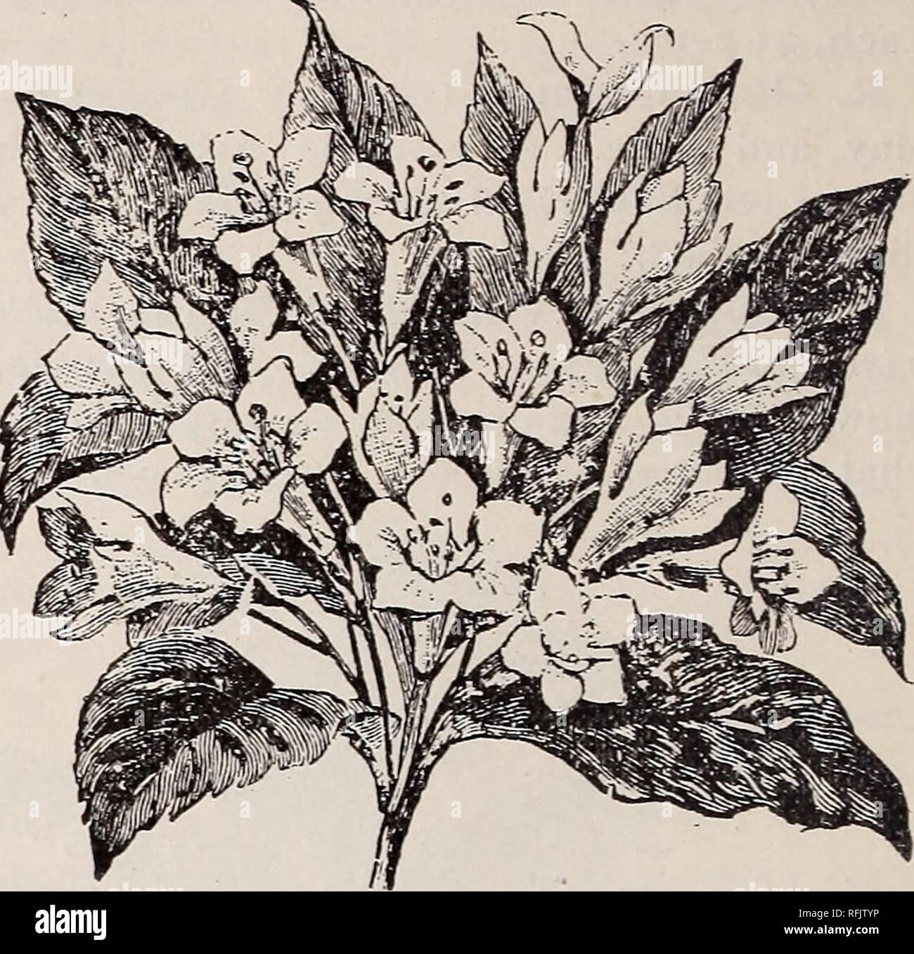 . Illustrated and descriptive catalogue of fruit and ornamental trees