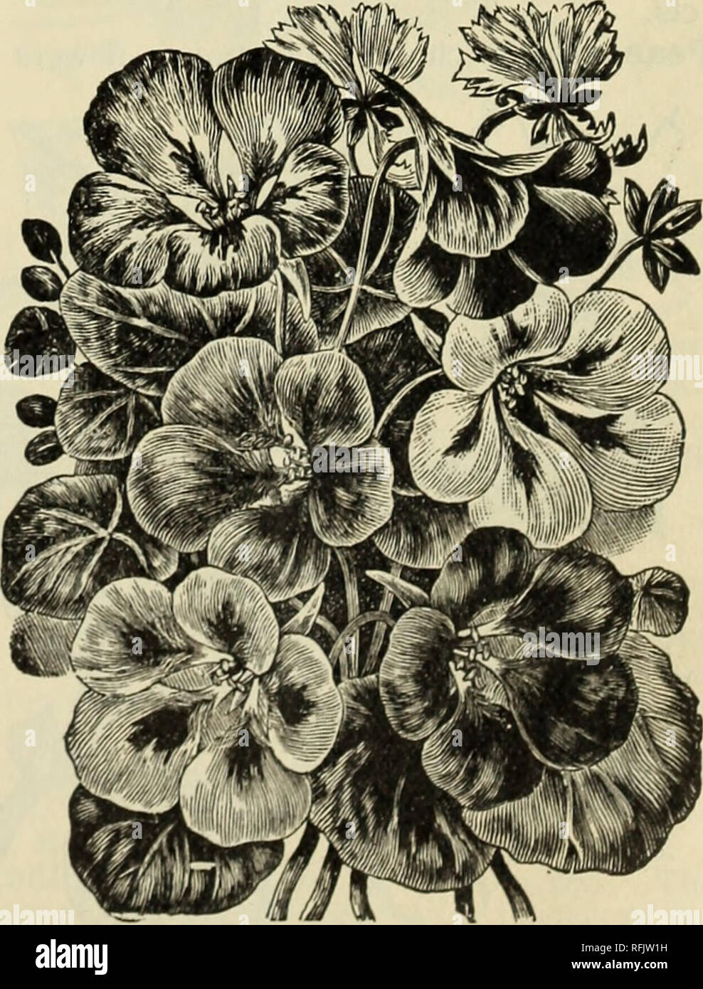 . Annual catalogue of seeds, plants, and bulbs, 1899. Nursery stock New York (State) Catalogs; Vegetables Seeds Catalogs; Flowers Seeds Catalogs; Fruit trees Catalogs; Bulbs (Plants) Catalogs; Shrubs Catalogs; Plants, Ornamental Catalogs. MESEMBRYANTHEMUM. Dwarf-growing plants of great beauty; well suited for edging and covering rockwork; pro- duce their star-like flowers in great abundance the whole summer. Half- hardy annual. Tricolor (Wax Pink). Mixed colors ; X ft- Pkt. 5 cts. ? Cordifolium. Curious and beautiful. Pkt. ioc. Pomeridiana. Gold and yellow. Pkt. 10 cts. MOONFLOWER. (Northern L Stock Photo