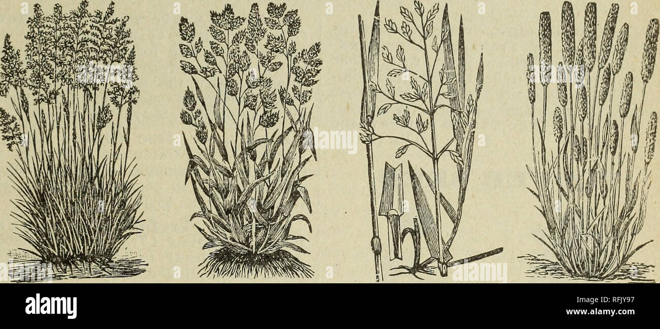 kash flower high resolution stock photography and images alamy https www alamy com descriptive catalogue 1899 vegetable field and flower seeds seed potatoes garden tools poultry supplies fertilizers etc nursery stock missouri saint louis catalogs vegetables seeds catalogs flowers seeds catalogs grasses seeds catalogs agricultural implements catalogs 813 815 north fourth street st louis mo 51 kash astigt clover eed we are making grass and clover seed a specialty and the following is a list of the leading and most valuable grasses and clovers in this latitude grass and clover seeds are market articles prices change according to supply and demand image233371187 html