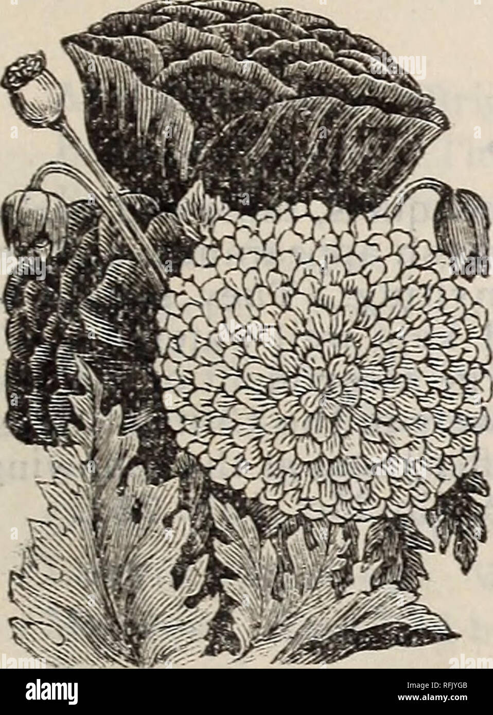 Seeds Plants Garden Tools Vegetables Seeds Catalogs Grasses Seeds Catalogs Flowers Seeds Catalogs Gardening Equipment And Supplies Catalogs Commercial Catalogs Oregon Portland Double Portulaca Very Popular Low Growing Hardy Annuals Making A