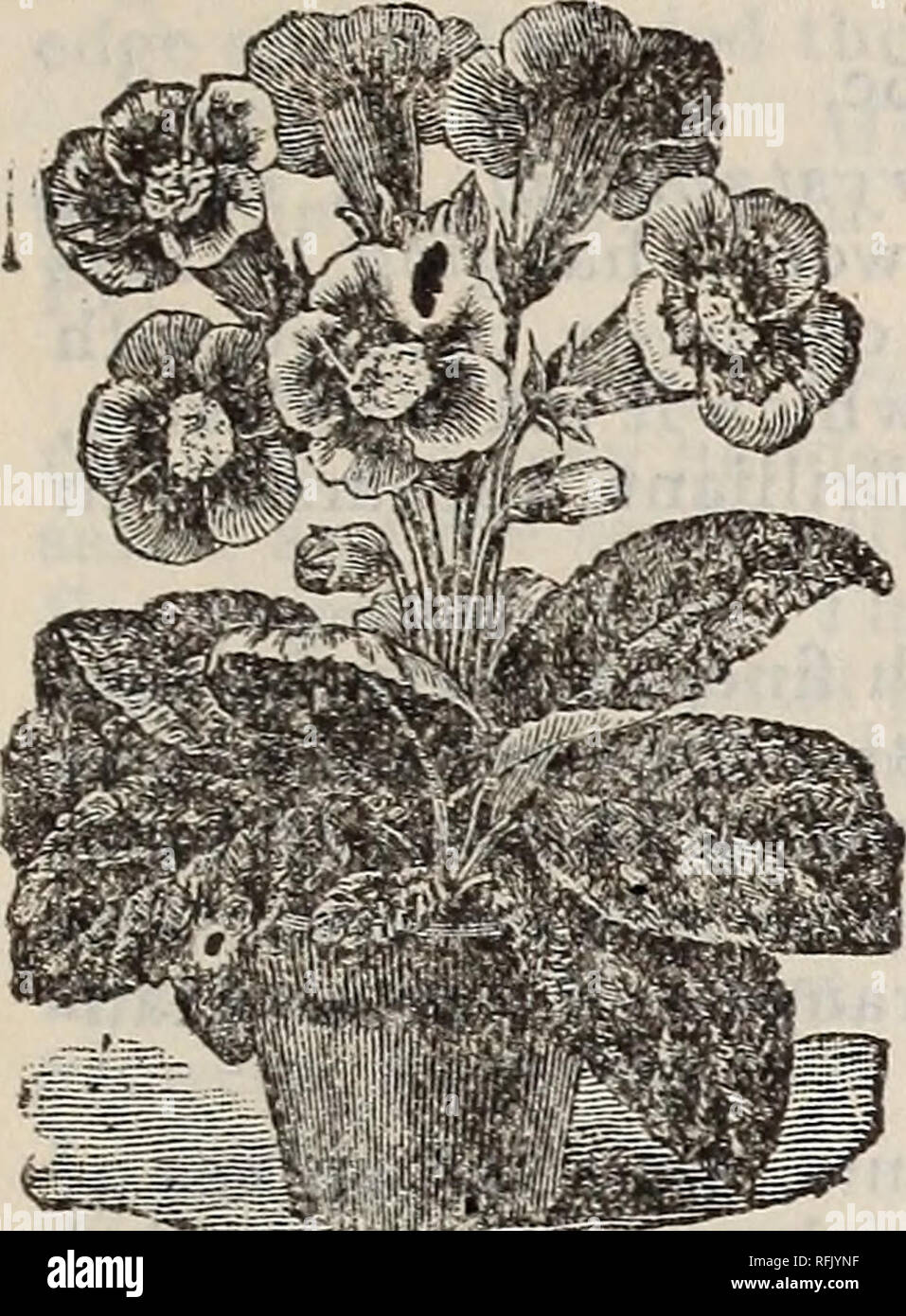 Seeds Plants Garden Tools Vegetables Seeds Catalogs Grasses Seeds Catalogs Flowers Seeds Catalogs Gardening Equipment And Supplies Catalogs Commercial Catalogs Oregon Portland Portland Seed Company S Catalogue 51 Four O Clock Mirabilis Marvel