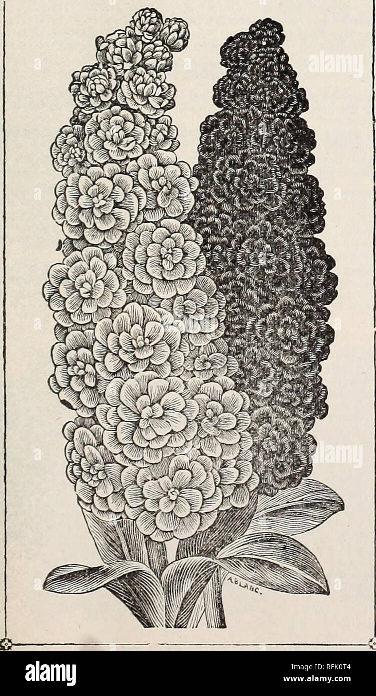 . Vegetable, flower &amp; agricultural seeds : spring 1899. Nursery stock New York (State) New York Catalogs; Vegetables Seeds Catalogs; Flowers Seeds Catalogs; Gardening Equipment and supplies Catalogs. SCABIOSA—MOURNING BRIDE. SCABIOSA—Continued. perpkt. Swarf Doable. Many colors, mixed, 1 ft 5 Tall Doable. Very showy. Mixed colors, 2 ft. 5 Dwarf, Mixed. 1 ft 5 Imported collection of six separate sorts, 30 cts. SEDUM—Stone Crop. A very interesting genus of pretty little plants, which develop a %neA profusion of brilliant star-shaped flowers. Admirably adapted for rock-work, hanging baskets o Stock Photo