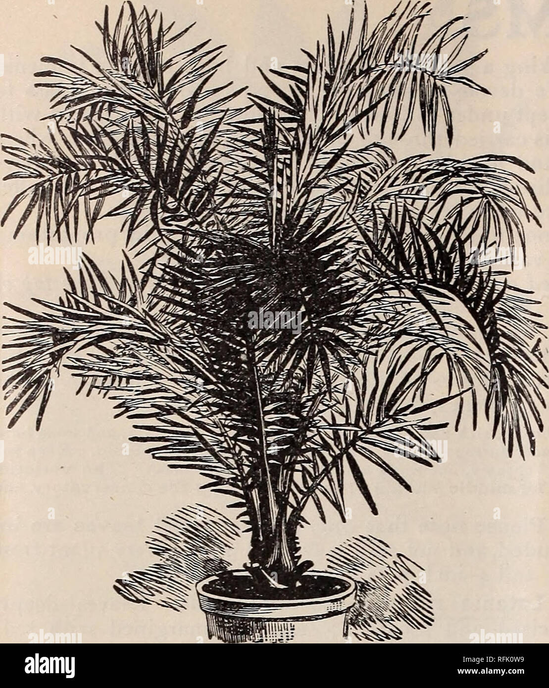 . Fruitland Nurseries 1900. Nurseries (Horticulture) Georgia Augusta Catalogs; Fruit trees Seedlings Catalogs; Trees Seedlings Catalogs; Plants, Ornamental Catalogs. 46 P. J. Berckmans Company's Tree and Plant Catalogue. Phoenix pumila Caryota urens (Fish-Tail Palm). Leaves with broad pinnules, the ultimate divisions having the shape of the tail of a fish. 50 cts. and $1. *Cocos Alphonsii. Known in South Florida as the Belair Palm. A tall-growing tree ; leaves bright green. 50 cts. Cocos Campestris. Leaves spreading, recurved, 3 to 4 feet long. Segments narrow, lanceolate. 18 to 24 inches, 50  Stock Photo