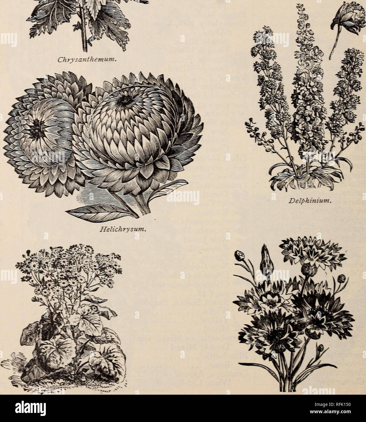. Alfred Bridgeman seeds. Nursery stock, New York (State), New York, Catalogs; Vegetables, Seeds, Catalogs; Flowers, Seeds, Catalogs; Agricultural implements, Catalogs. Eschscholtzia.. Cineraria. Cyclamen. Centaurea.. Please note that these images are extracted from scanned page images that may have been digitally enhanced for readability - coloration and appearance of these illustrations may not perfectly resemble the original work.. Alfred Bridgeman (Firm); Bridgeman, Alfred; Old Seed House; Henry G. Gilbert Nursery and Seed Trade Catalog Collection. New York : Alfred Bridgeman Stock Photo