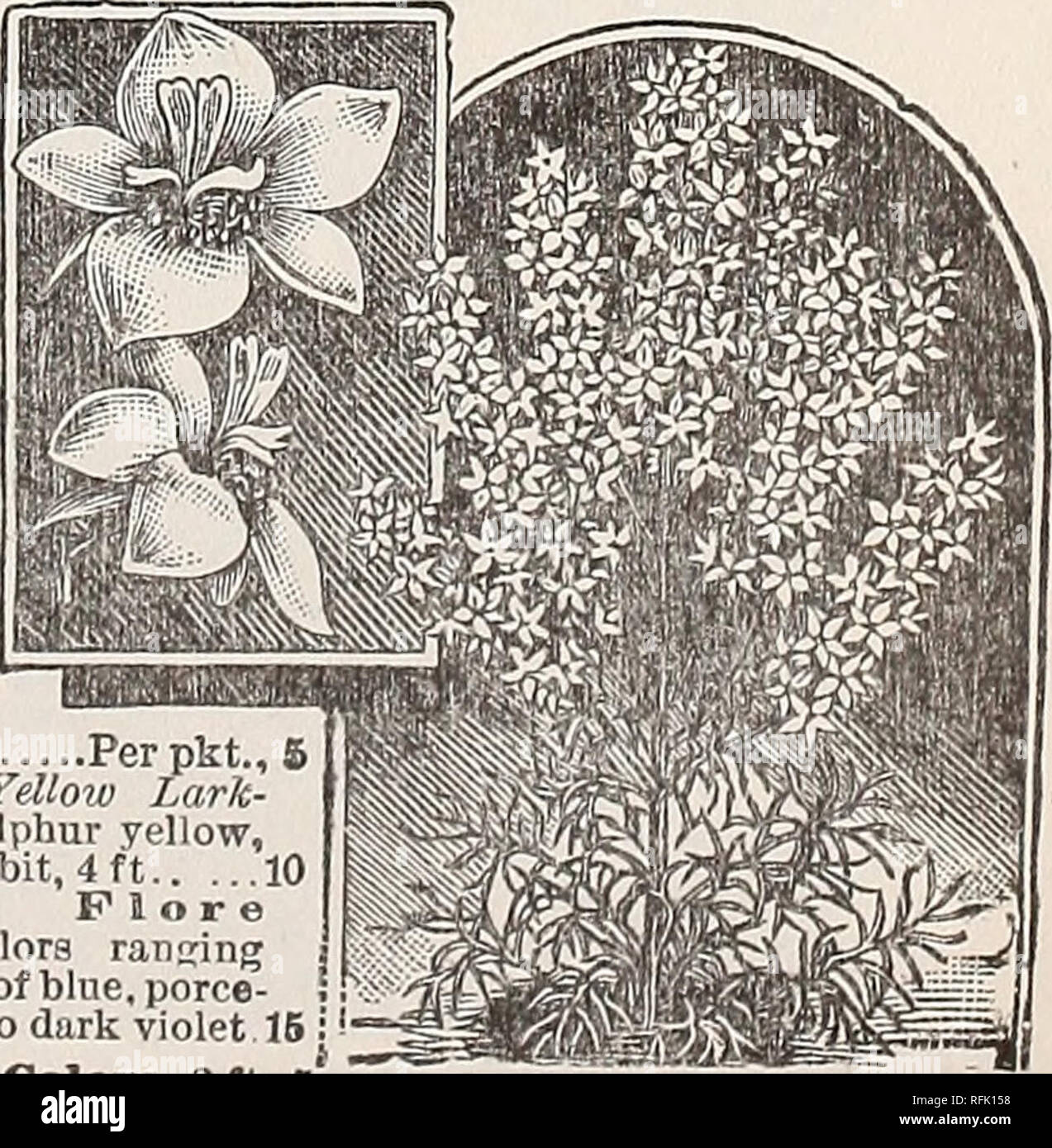 . Vegetable, flower &amp; agricultural seeds : spring 1899. Nursery stock New York (State) New York Catalogs; Vegetables Seeds Catalogs; Flowers Seeds Catalogs; Gardening Equipment and supplies Catalogs. SINGLE DAHLIAS. DELPHINIUM—Perennial Larkspur. Magnificent border plants with gorgeous spikes of bloom, vary- ing in shade from the most delicate wnite to the richest blue. If tht seed is sown early, they will flower the first season. H. P. Brunonianum (Musk-scented Larkspur). Flowers large, one to two inches across; light blue, shading t o purple with a black centre; they emit musky odor, 8 t Stock Photo