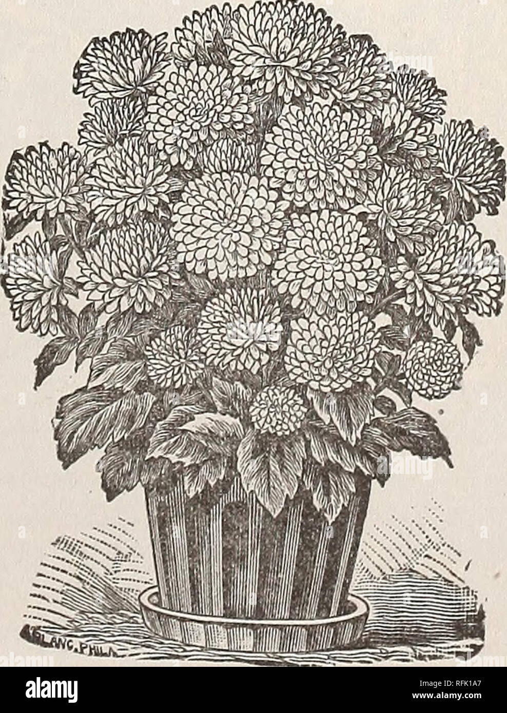 . Vegetable, flower &amp; agricultural seeds : spring 1899. Nursery stock New York (State) New York Catalogs; Vegetables Seeds Catalogs; Flowers Seeds Catalogs; Gardening Equipment and supplies Catalogs. DWARF CHRYSANTHEMUM-FLOWERED ASTER. ARNEBIA CORNUT A—Arabian Primrose. PER PKT. The blossoms are of a brilliant yellow color with five large black spots. The latter change into a coffee-brown shade on the second day, and disappear altogether cn the third day of its bloom, so that pure yellow and spotted flowers are on the same flowering branch. H. A.,2 ft 25 ASPARAGUS PLUMOSUS NAM. Graceful an Stock Photo