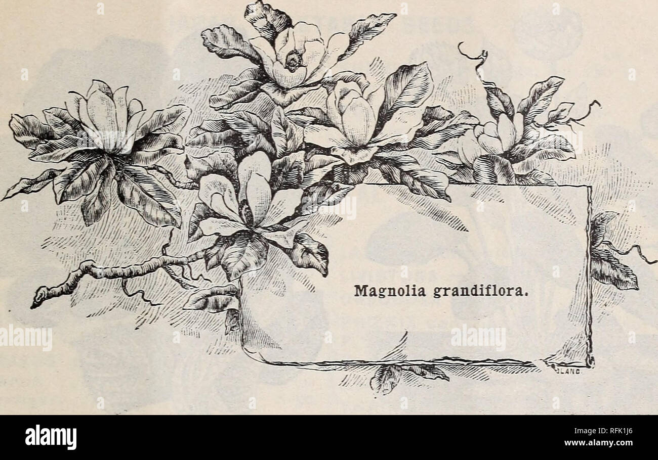 . H. H. Berger &amp; Co.'s price list. Nurseries (Horticulture), California, Catalogs; Flowers, Seeds, Catalogs; Bulbs (Plants), Catalogs. WHOLESALE CATALOGUE OF BULBS, SEEDS AND PLANTS. 15. AMERICAN AND JAPAN TREE AND SHRUB SEEDS. ACER circinatum (Oregon Oz. Lb. A. Ja pomcum A. palmatum A. Pennsylvanicum {A. stri- atum) A. saccharinum (Sugar Maple) AILANTHUS glandulosus AMPELOPSIS Veitchi A. quinquefolia ANDROMEDA japonica .... BETULAS, in sorts: alba, lenta, lutea, populi- I folia, papyrifera, nigra. CAMPHORA officinalis C. laurei (Cinnamon Tree) . CALYCANTHUS floridus ... CRINUS florida (Wh Stock Photo