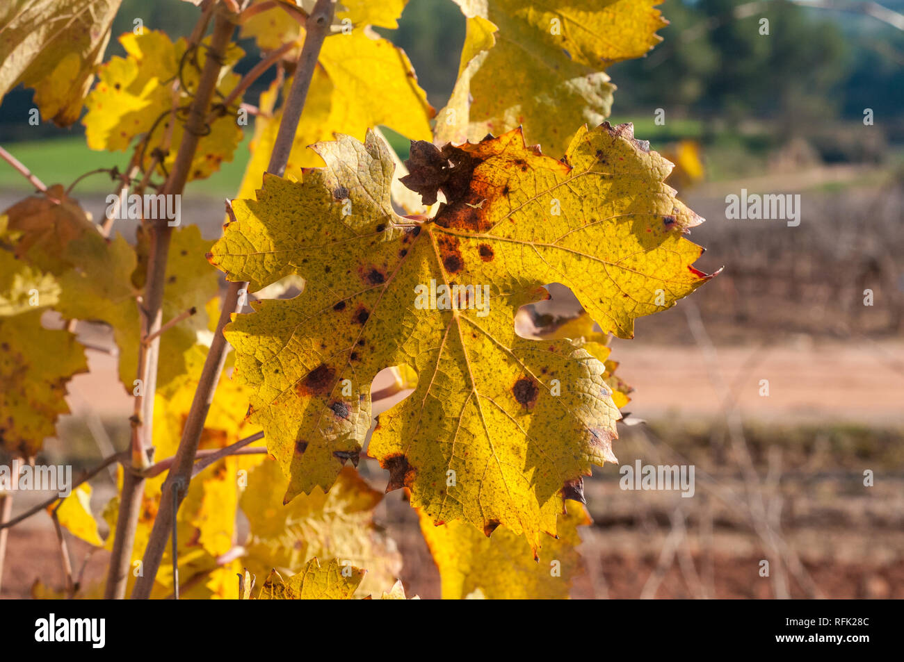 vineyard, Oller del Mas, Manresa, Catalonia, Spain Stock Photo