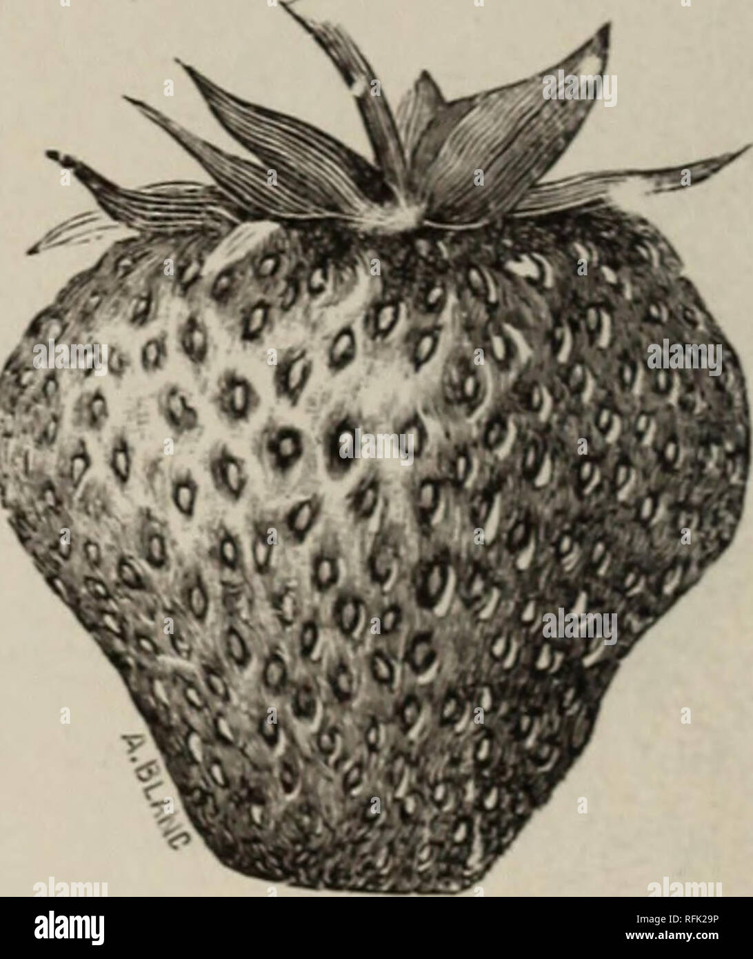 . Smith's seventeeth annual catalogue of the Highland Fruit and Plant Farm, 1899. Nursery stock Kansas Lawrence Catalogs; Fruit Catalogs; Fruit trees Catalogs. Crescent. Capt. Jack. MUSKINGUM. fruit it would do to tie to for all purposes. It&gt; flavor and size are way up.. Please note that these images are extracted from scanned page images that may have been digitally enhanced for readability - coloration and appearance of these illustrations may not perfectly resemble the original work.. B. F. Smith (Firm); Highland Fruit and Plant Farm; Henry G. Gilbert Nursery and Seed Trade Catalog Colle Stock Photo