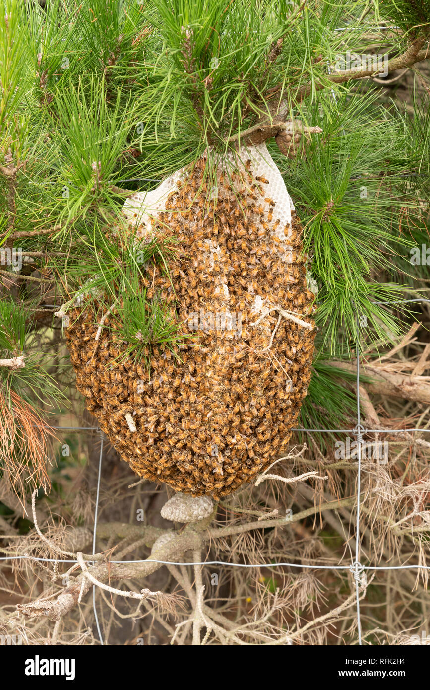 Bee hive tree hires stock photography and images Alamy