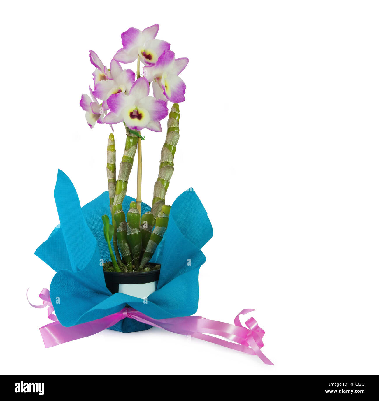Dendrobium Orchid inside a black pot with violet bow on white background Stock Photo