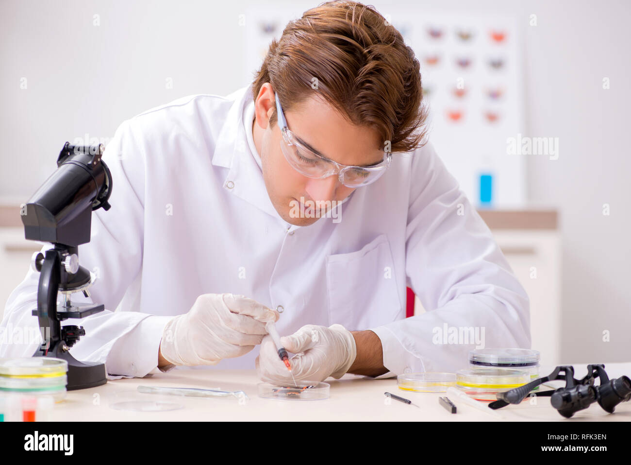 Scientist entomologist studying new butterfly species Stock Photo - Alamy