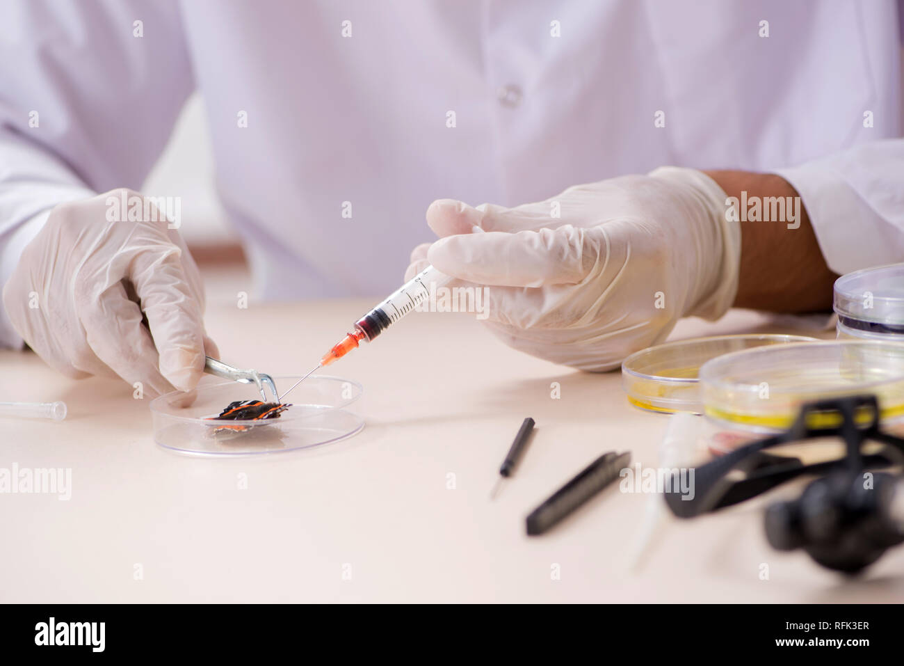 Scientist entomologist studying new butterfly species Stock Photo - Alamy