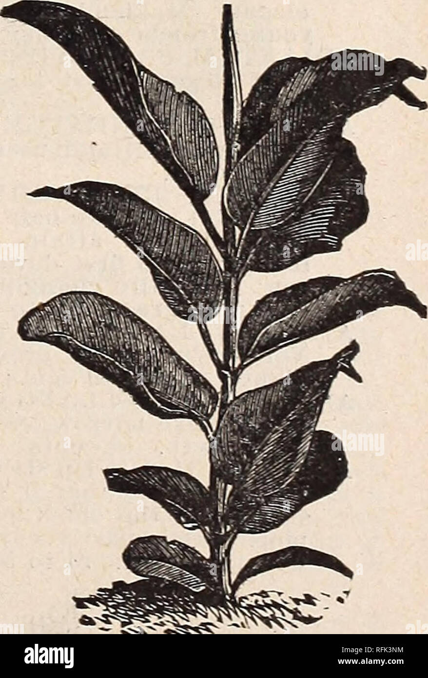 Floral Catalogue Illustrated Nurseries Horticulture Kentucky Louisville Catalogs Plants Ornamental Catalogs Flowers Catalogs Trees Seedlings Catalogs Fruit Catalogs Louisville Ky 67 Eugenia Rose Apple Jambos An Evergreen Shrub Flowers