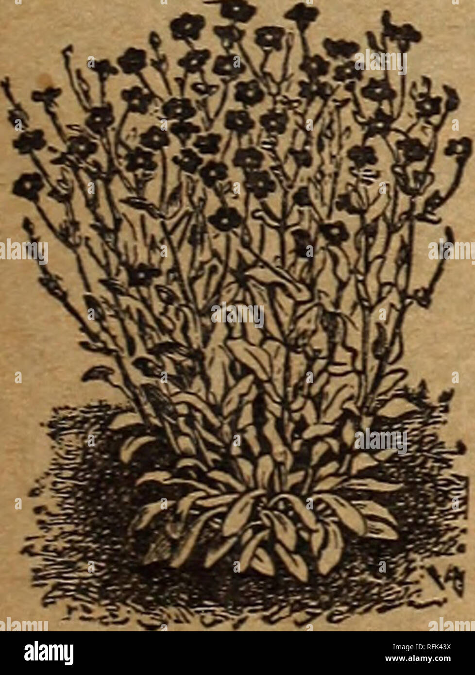 . Park's floral guide for 1899. Nursery stock Pennsylvania Catalogs; Flowers Seeds Catalogs; Bulbs (Plants) Catalogs. 10 Abobra viridiflora, vine 5 Acanthus lusitanicus 5 Achillea ptarmica, 2 feet 5 Filipendulina,yellow... 5 Aconitum (Monkshood) 5 Lycoctonum, yellow... 5 Both kinds mixed 5 Adenophora (Bellflower) 5 Adonis vernalis, yellow 5 Adlumia cirrhosa, vine 5 JEthionema grandiflora 5. Agrostemma coronaria 5 Flos Jovis, rose 5 Alyssum sax. compacta 5 Anchusa azurea 5 Androsace coronopifolia 5 Anemone sylvestris 5 Japonica elegans, red 5 Japonica, pure white 5 Fulgens, scarlet 5 The variet Stock Photo