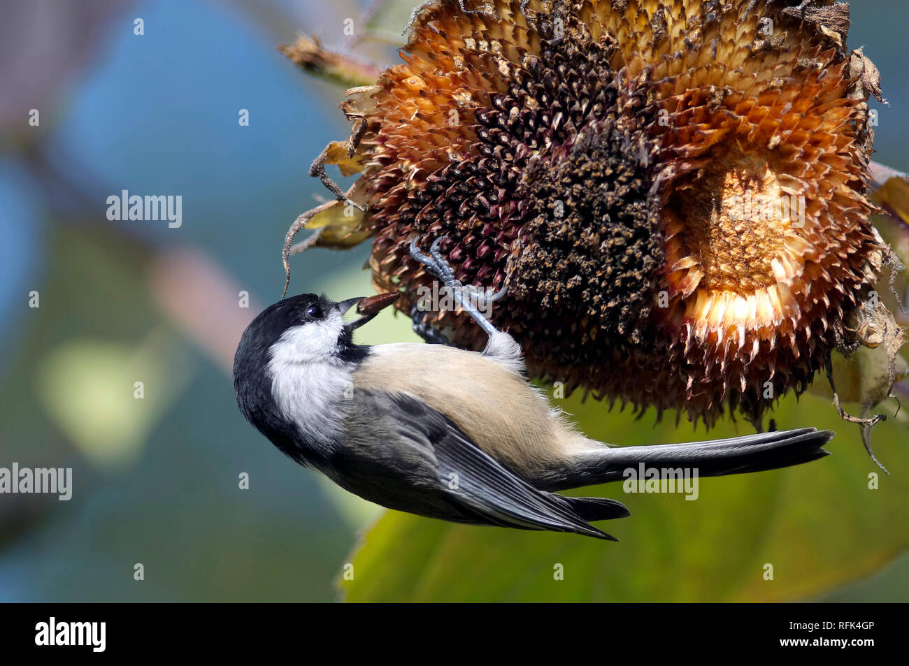 A Black-capped Chickadee (Poecile atricapillus) retrieving a sunflower seed from the head of a sunflower. Stock Photo
