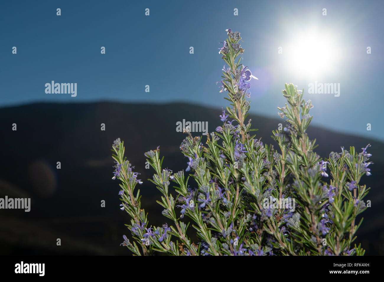 Rosemary is a plant very rich in active ingredients and has many
