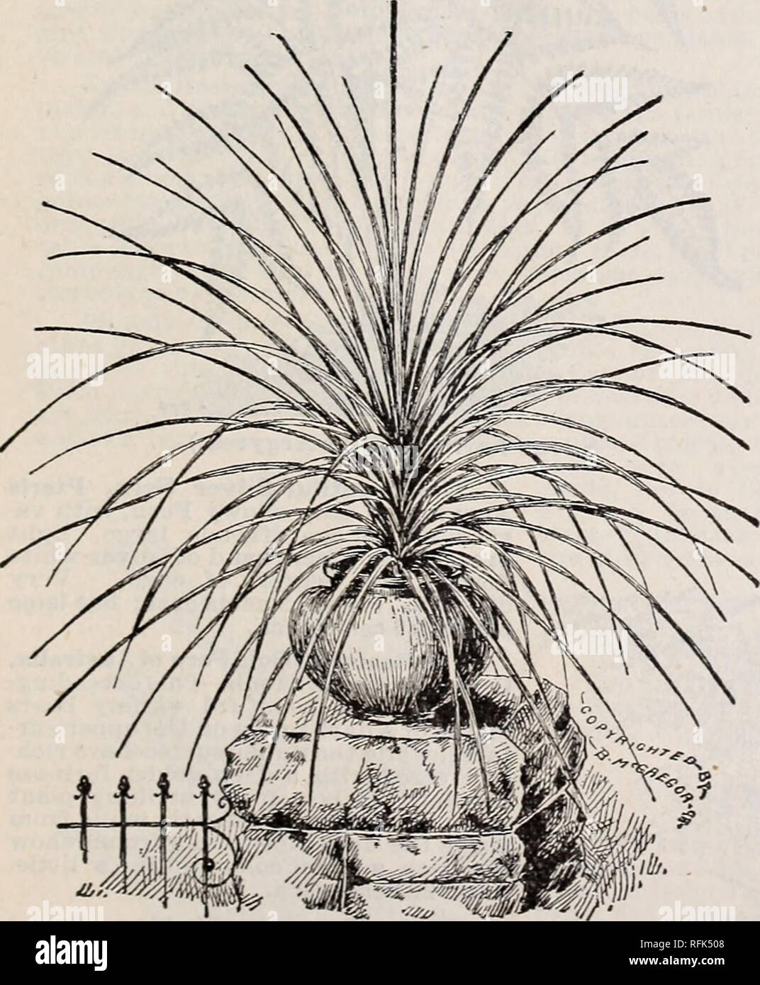 . Floral gems for winter flowering: autumn 1899. Nurseries (Horticulture) Ohio Springfield Catalogs; Plants, Ornamental Catalogs; Flowers Catalogs; Bulbs (Plants) Catalogs. Umbrella Plant. {Cyperus Alternifolius.) Umbrella Plant. {Cyperus Alteraifolius.) An ornamental grass, throwing up stems about two feet high, surmounted at the top with a whorl of leaves, diverging horizontally, giving it a very curious appearance. Splendid for the center of vases or as a water plant. Price, 10 cents each; large, handsome plants, 20 cents each.. Please note that these images are extracted from scanned page  Stock Photo