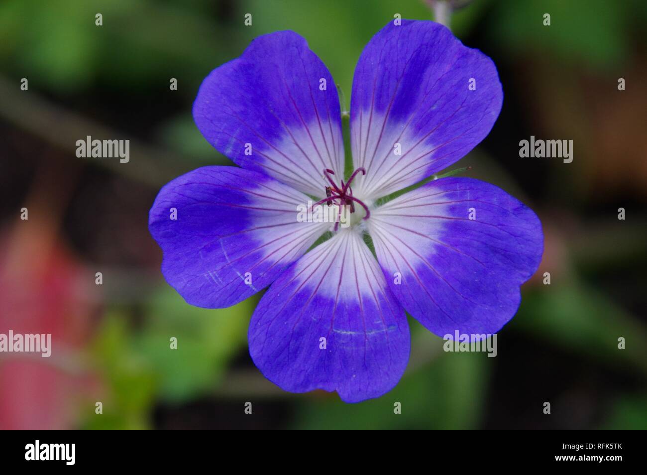 Blue Flower / Purple Flower, Australian Flower, One Flower (Kelson Burns) Stock Photo