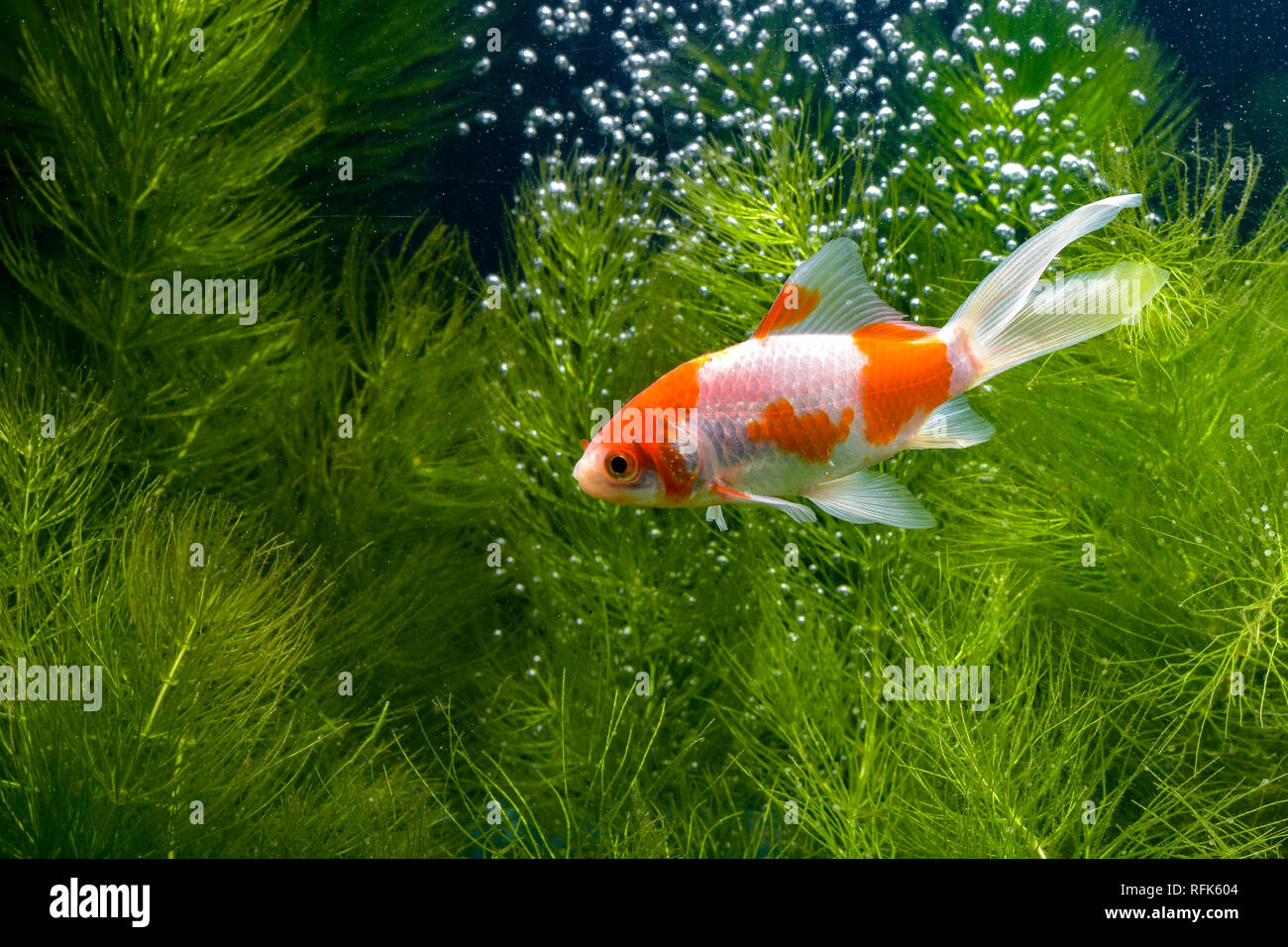 Koi fish with natural background Stock Photo