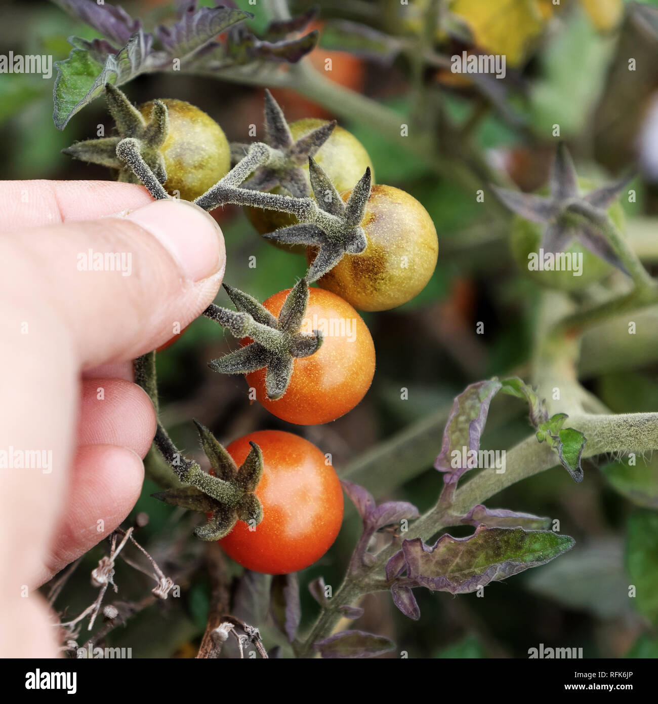 Wild tomato plant hires stock photography and images Alamy