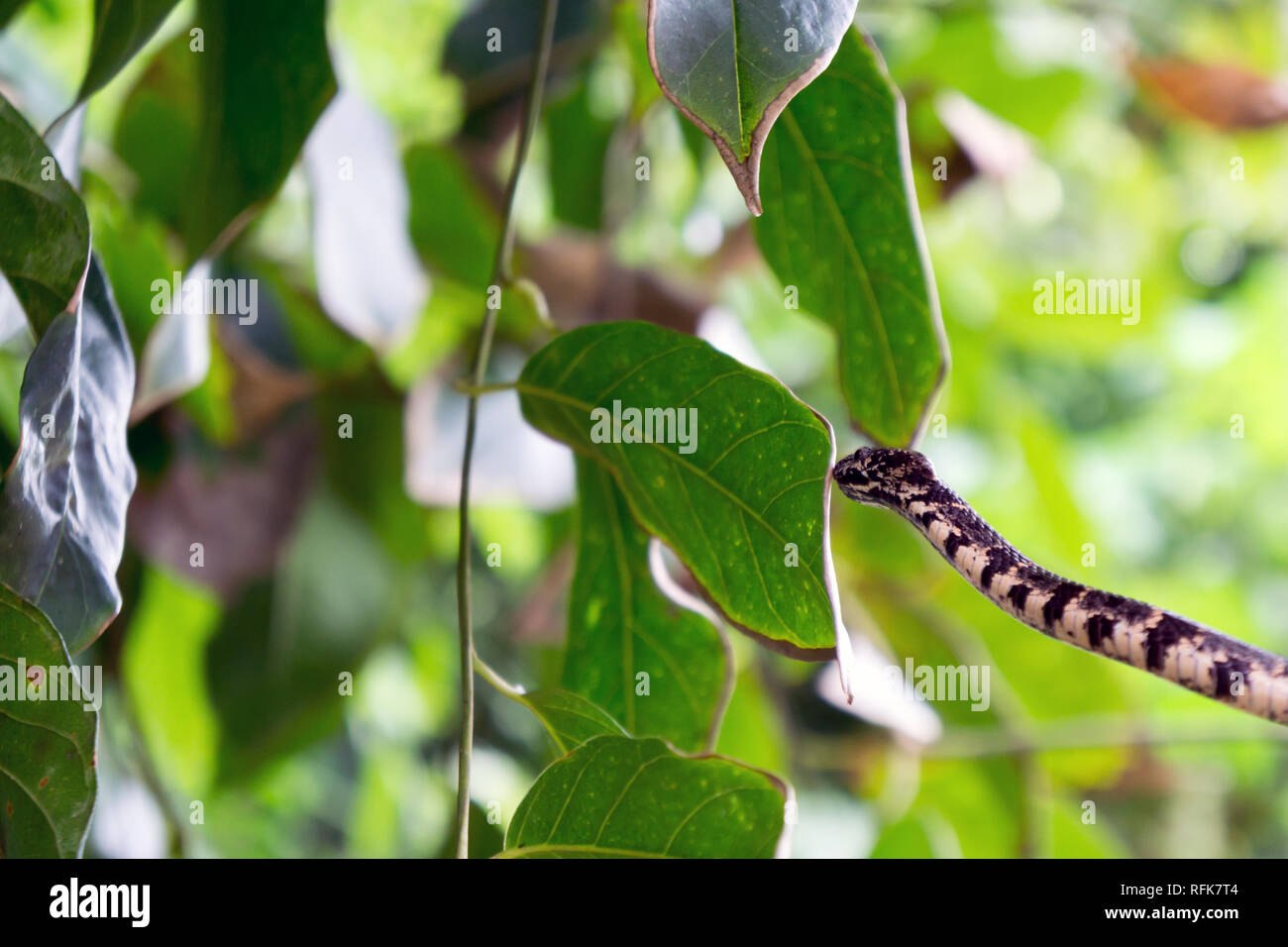 Cloudy Snail Eating Snake in Tree Branch - Dominical, Puntarenas, Costa Rica Stock Photo