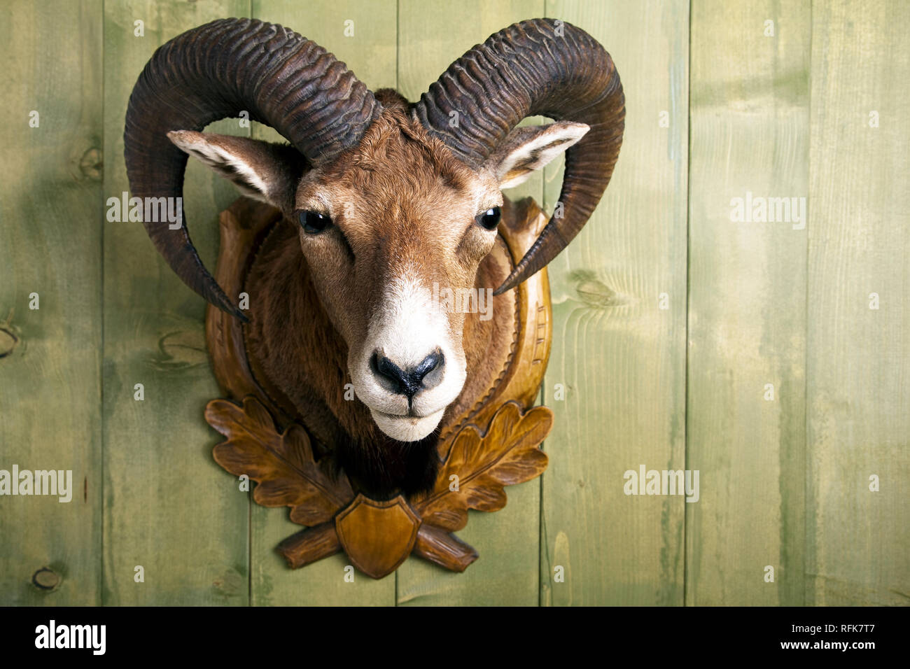 Prepared mouflon hanging on a wooden wall Stock Photo