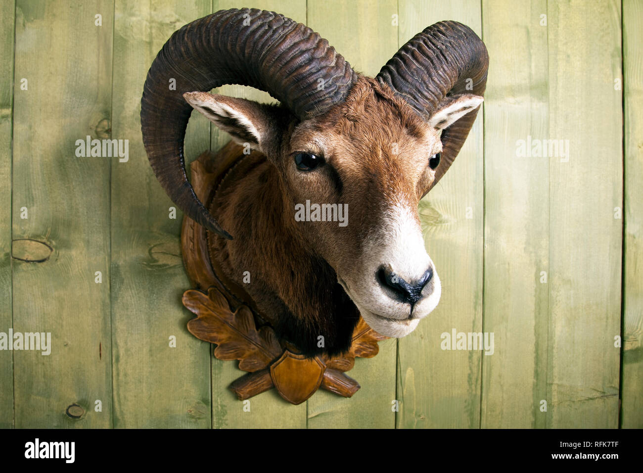 Prepared mouflon hanging on a wooden wall Stock Photo