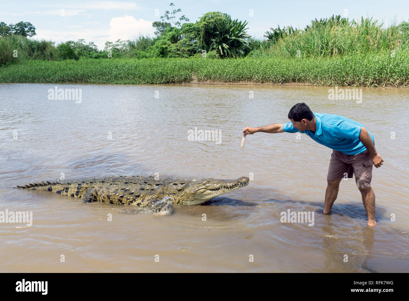 Tarcoles river crocodile hi-res stock photography and images - Alamy