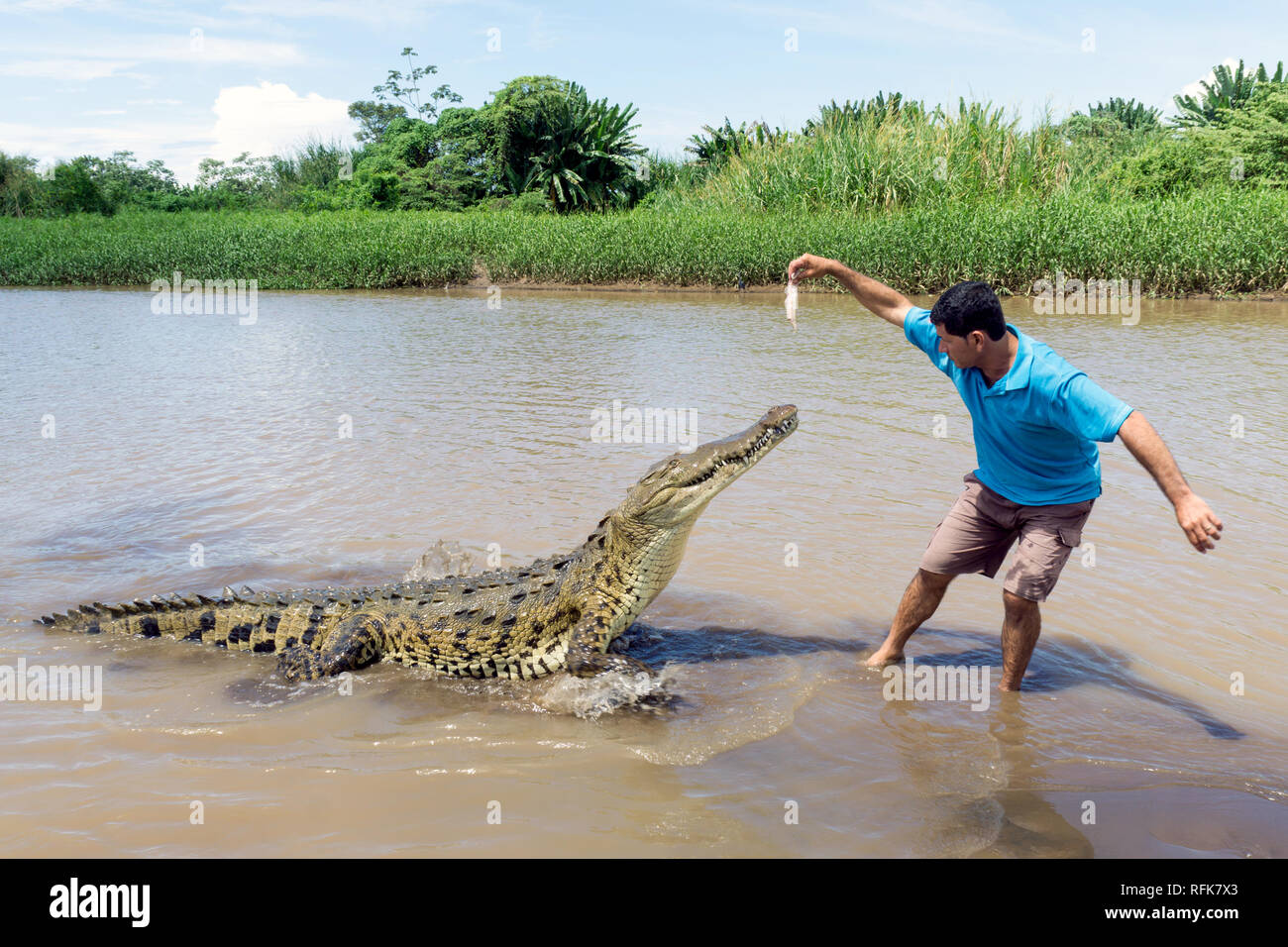 Tour Guide Hand Feeds Large Crocodile on the Tarcoles River - Puntarenas, Jaco / Costa Rica Stock Photo