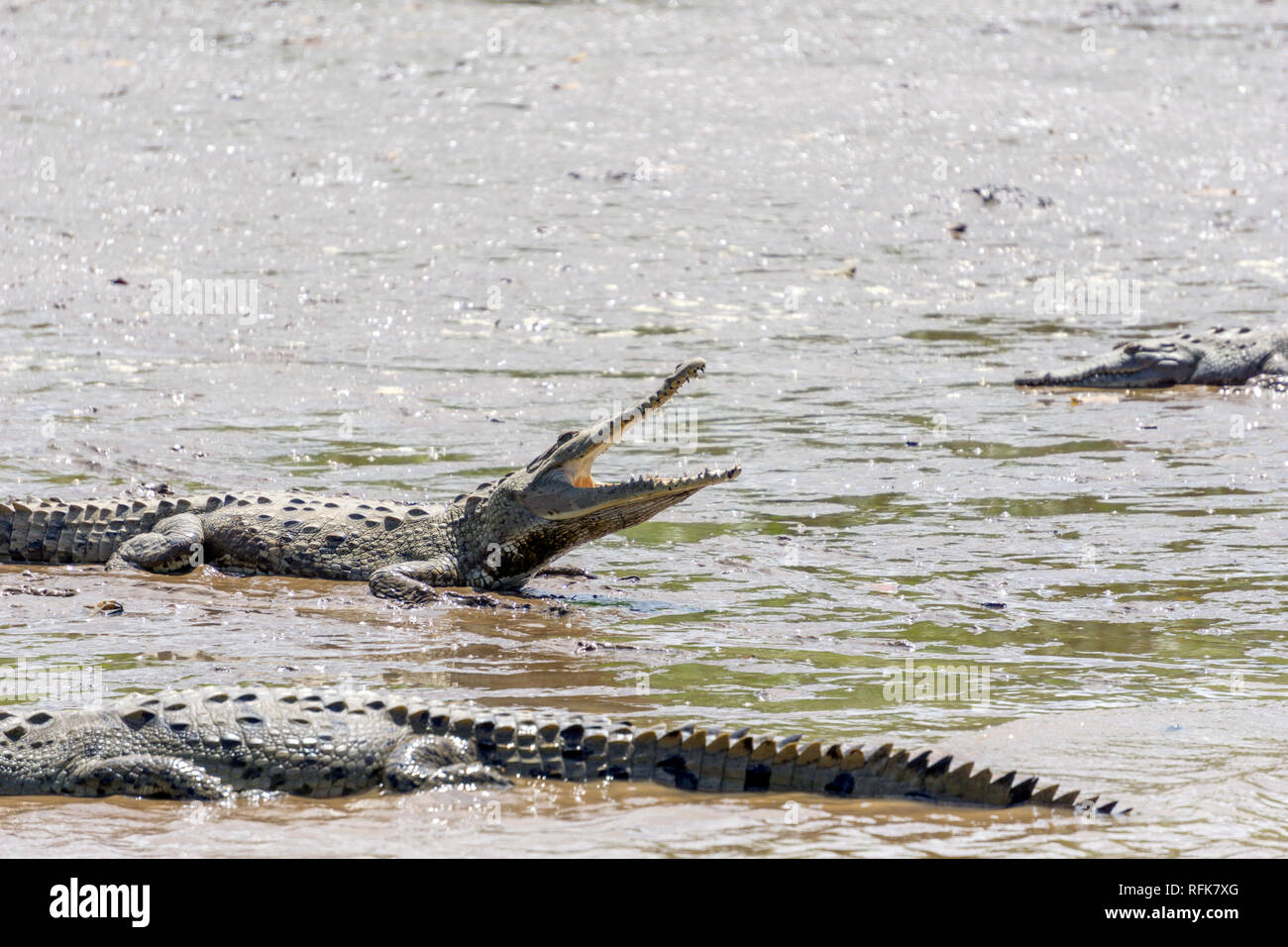 Wild Crocodiles Sunbathe in the Tarcoles River, Puntarenas, Costa Rica Stock Photo