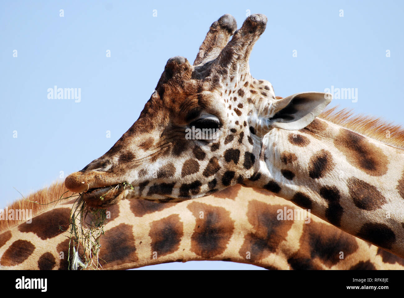 Giraffe feeding alongside with her mother Stock Photo