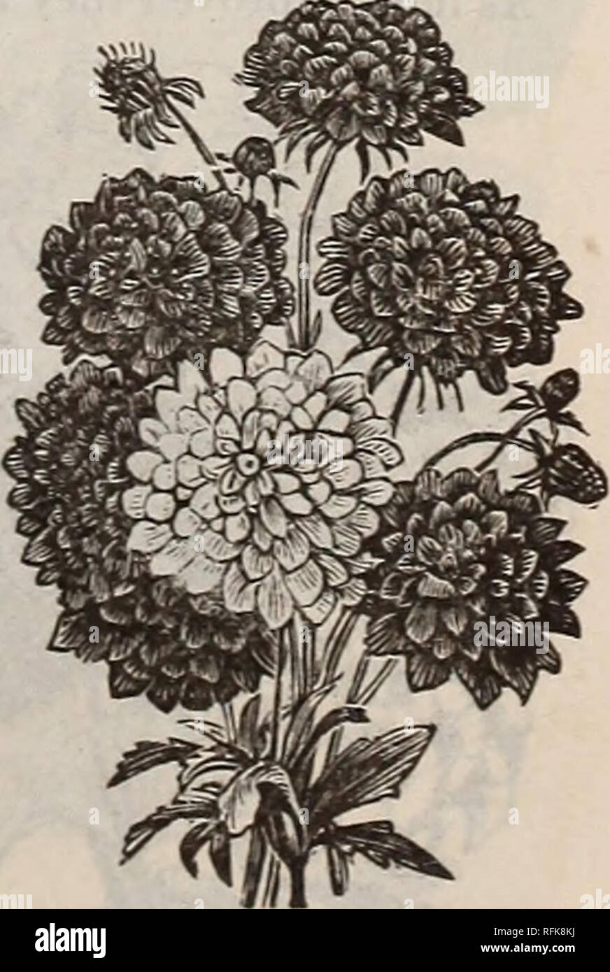 . Burpee's farm annual written at Fordhook Farm. Nurseries (Horticulture) Pennsylvania Philadelphia Catalogs; Vegetables Seeds Catalogs; Plants, Ornamental Catalogs; Flowers Seeds Catalogs. PRIMULA FIMBRIATA—SINGLE CHINESE PRIMROSE. PRIMULA SINENSIS FIMBRIATA. FRINGED CHINESE PRIMROSE. The Chinese Primrose is the most beautiful and satisfac- tory of all house plants for winter blooming, and is as easily grown as a Geranium. They are raised so easily that every flower-lover should hare a magnificent display of these brightest and best of all winter flowers in the house. Our seed is saved from t Stock Photo