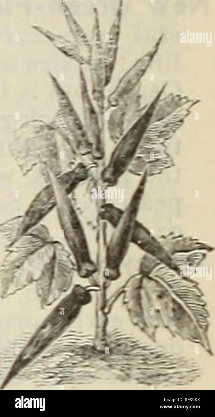 . The Geo. A. Weaver Co's annual catalogue of seeds. Flowers Seeds