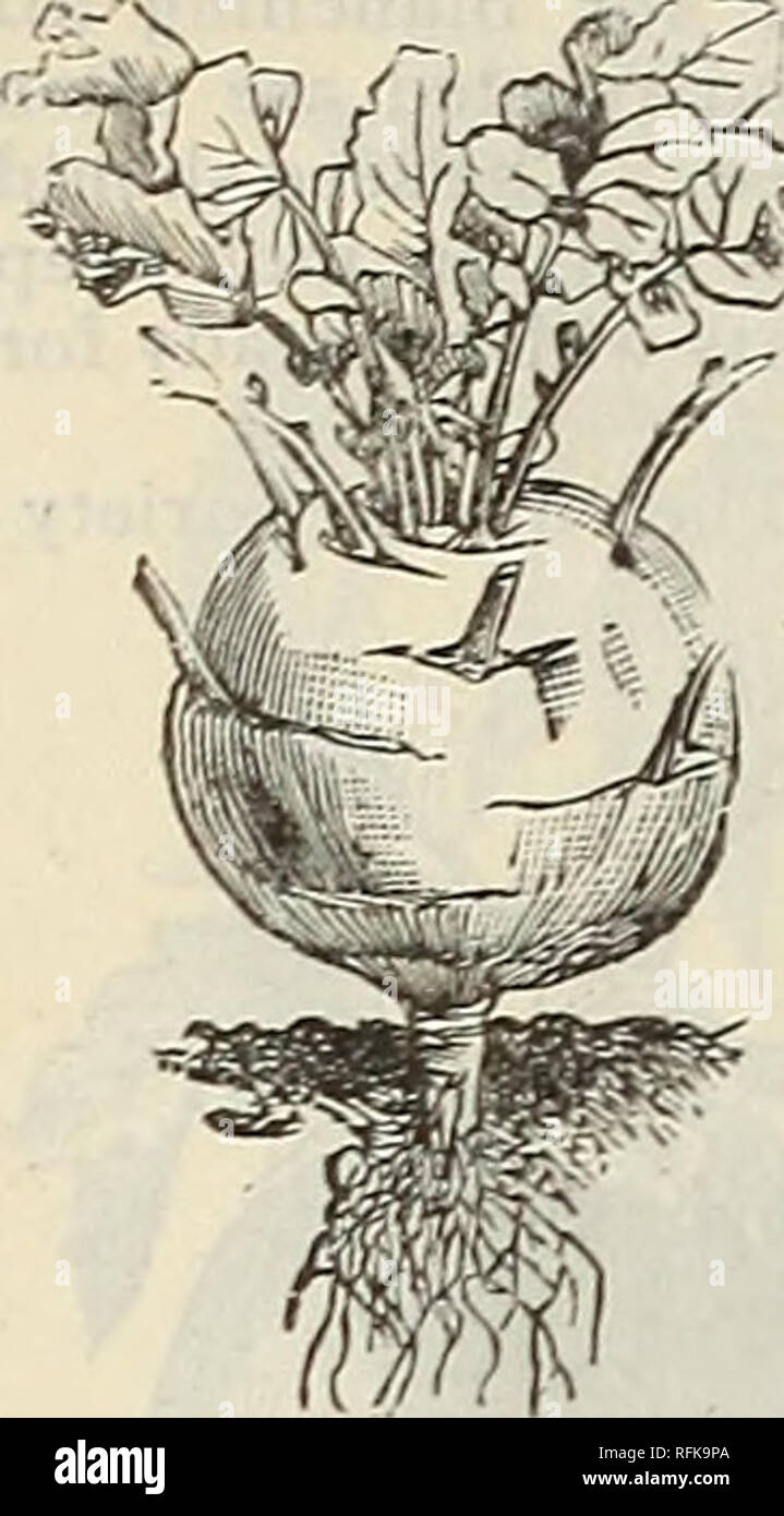 . The Geo. A. Weaver Co's annual catalogue of seeds. Flowers Seeds