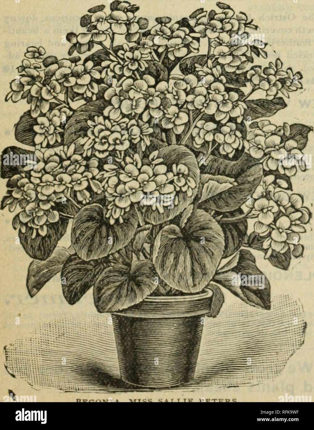 . Catalogue of plants, bulbs and seeds. Nursery stock Ohio Catalogs; Flowers Seeds Catalogs. BEGONIA, MISS SAI.LIE PETERB PAUL BKUANT. New Begonia, Argentea Guttata.—A cross between Olbia aud Al- bia Picta, This beautiful sort has the silvery blotches of Alba Picta and the grace and beauty of growth of Olbia. It has purple bronze leaves, oblong in shape, with silvery markings. It produces white flowers in bunches on ends of growth stems. Price, 10c each. Begonia Feastii.—A low. spreading Begonia, with perfect circular leaves, red beneath and dark, glossy-green above, and of heavy texture. Pric Stock Photo
