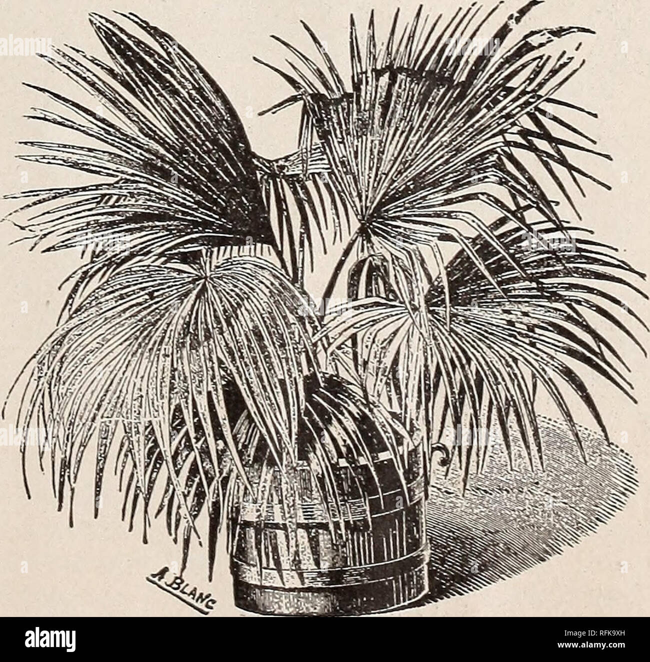 . Bancroft's beautiful flowers : fall 1897. Nursery stock Iowa Cedar Falls Catalogs; Flowers Seeds Catalogs; Vegetables Seeds Catalogs; Bulbs (Plants) Catalogs; Plants, Ornamental Catalogs. CYCAS REVOLTJTA. Cycas Revoluta. {Sago Palm.) The stems of this variety are similar in shape to a pineapple ; leaves grow in whorls at top. $1.00, $2.00, $3.00 and $5.00 each. Extra large specimens $15.00 each. Areca Lutescens. A most elegant Palm. One of the best for general decorative purposes, easily grown, useful in every stage of its growth, fine color, graceful habit, stems golden yellow, tall grower. Stock Photo