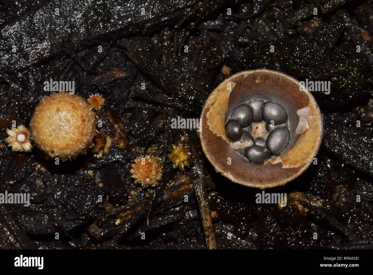 Found in the tropics of North America, the Bird Nest fungus is common and can be found amid damp garden mulch. The fungus resembles a bird's nest. Stock Photo