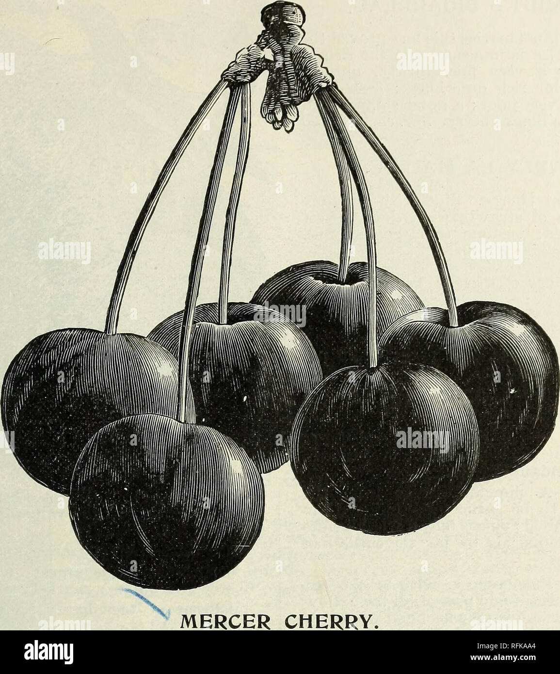 Catalogue Of Fruit And Ornamental Trees Small Fruits Roses Etc Nursery Stock New York State Rochester Catalogs Potatoes Seeds Catalogs Fruit Trees Seedlings Catalogs Fruit Catalogs Plants Ornamental Catalogs Nursery Stock