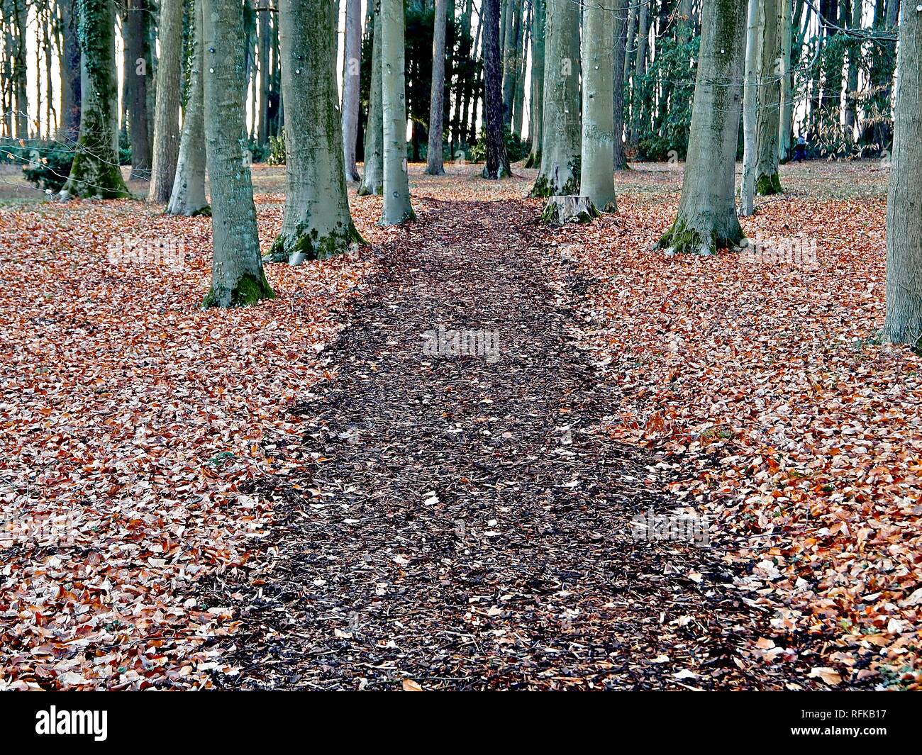 A naturl path through a forest Stock Photo