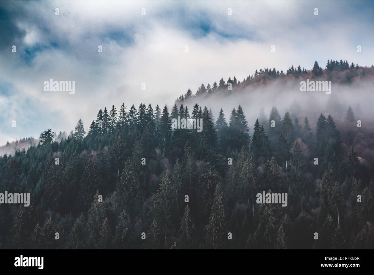 Fog covered forest mountain hi-res stock photography and images - Alamy