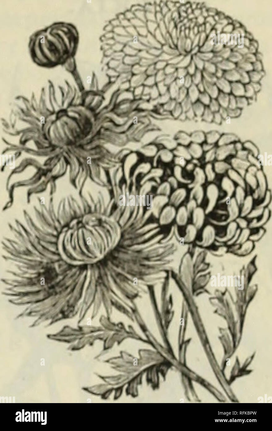 Annual Illustrated Catalogue Of Seeds Vegetables Seeds Catalogs Flowers Seeds Catalogs Gardening Equipment And Supplies Catalogs Commercial Catalogs Ohio Cleveland Vegetables Flowers Gardening Commercial Catalogs Chrysanthemum Showy And