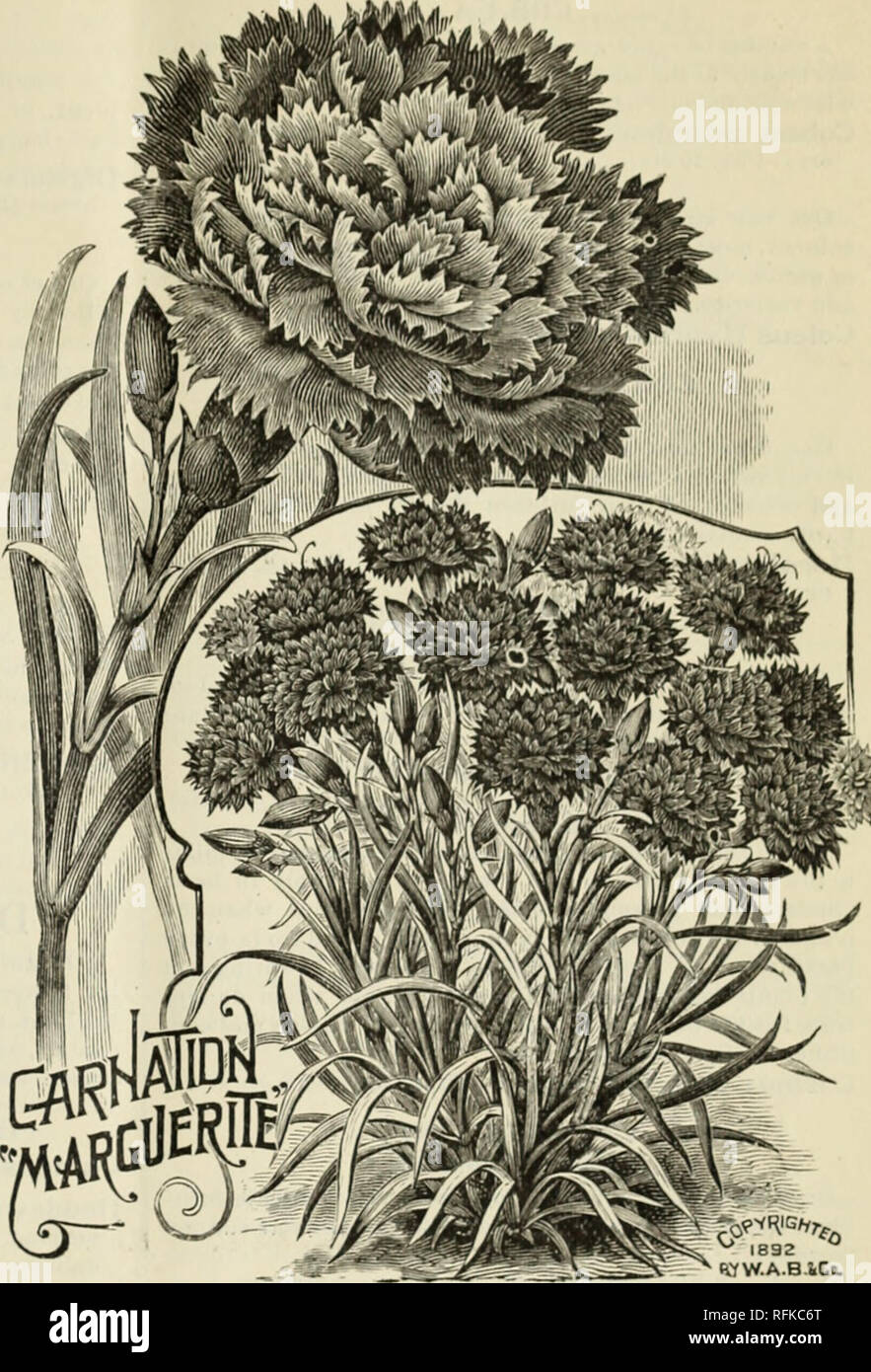 . Annual descriptive catalogue. Nursery stock Texas Dallas Catalogs; Vegetables Seeds Catalogs; Flowers Catalogs; Plants, Ornamental Catalogs; Nursery stock; Vegetables; Flowers; Plants, Ornamental. V 1892 PtfW.A.B iCa. Chrysanthemum Frutescens Grandiflorum. (&quot;The Mar- guerite&quot; or &quot;faris Daisy.&quot;) Immense quantities are grown by French florists, and|rind a ready sale. It produces freely its white star-like flowers under the most unfavorable conditions. Pkt. 10c. Chrysanthemum Inodorum Plenissimum. Double snow- white, free flowering and fine for cutting. A perennial, flowerin Stock Photo