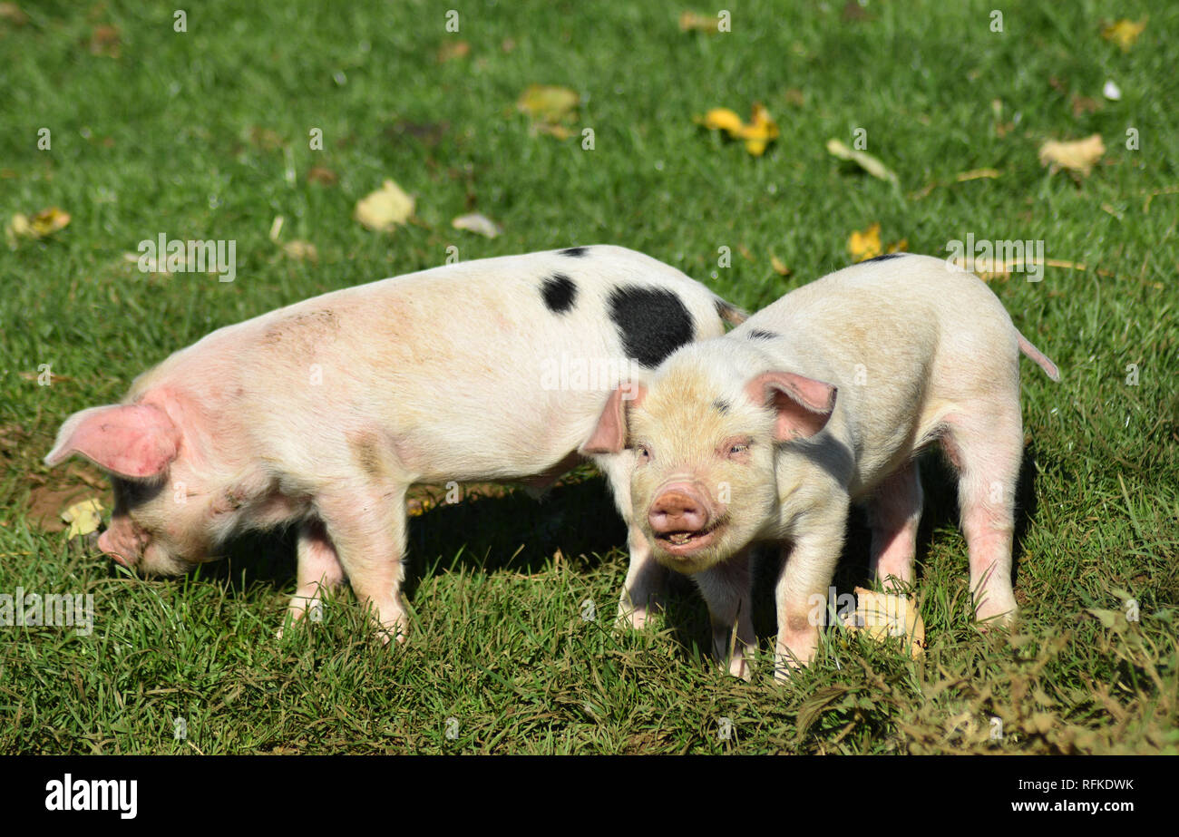 Gloucester Old Spot Piglets Cotswold Farm Park, Nr Guiting Power